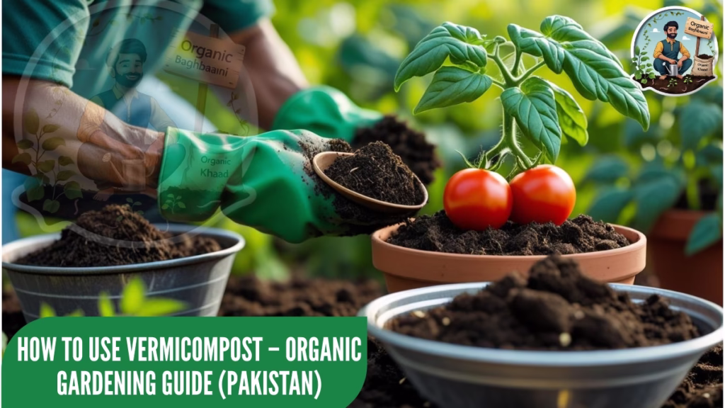 A close-up of a gardener applying Organic Baghbaani’s vermicompost to a potted tomato plant using a wooden scoop. A metal bowl filled with fresh, crumbly compost sits beside the pot, with healthy green leaves in the background.