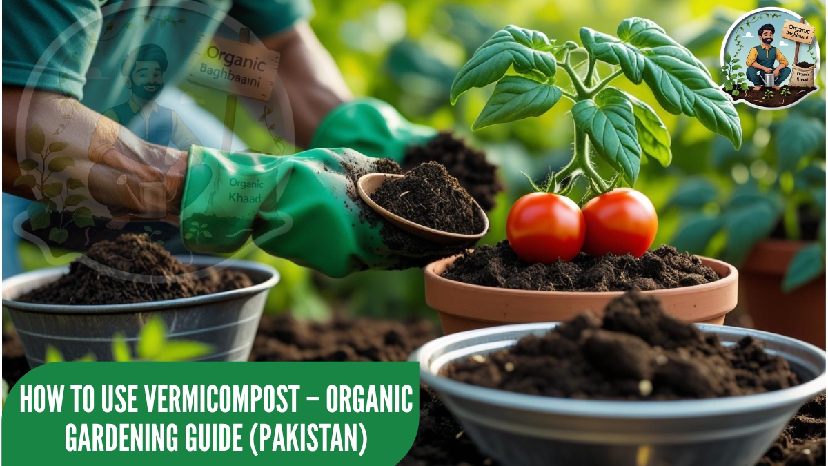 A close-up of a gardener applying Organic Baghbaani’s vermicompost to a potted tomato plant using a wooden scoop. A metal bowl filled with fresh, crumbly compost sits beside the pot, with healthy green leaves in the background.