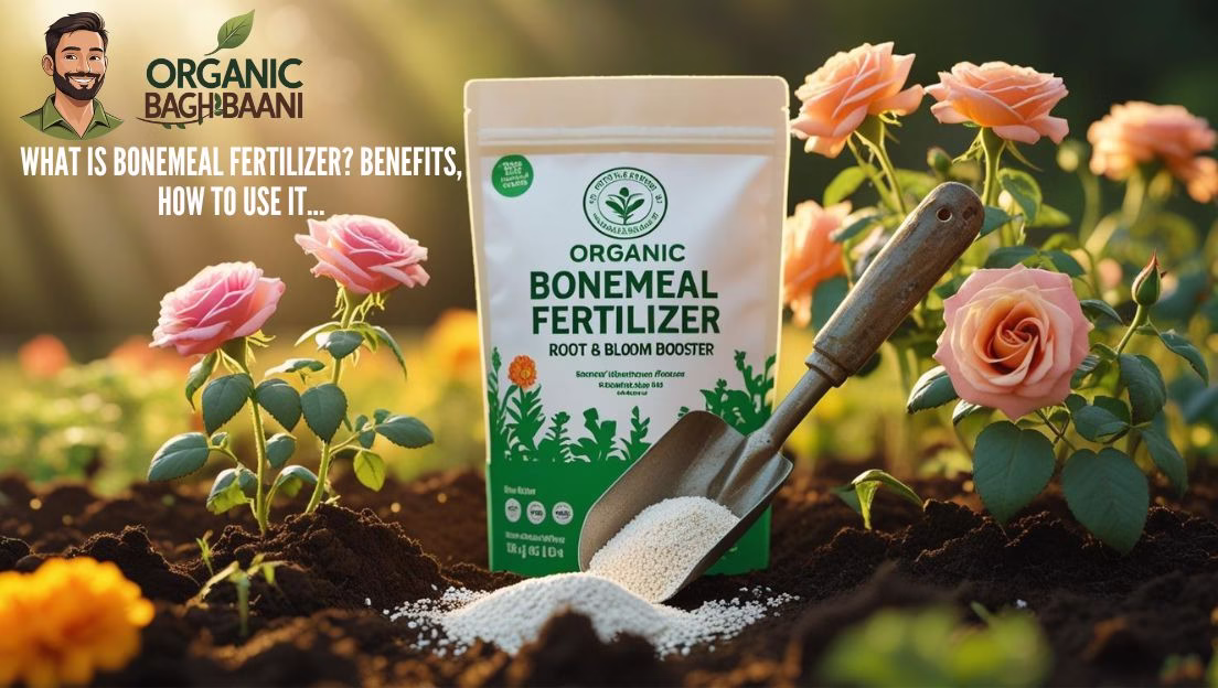 Hand applying powdered organic bonemeal fertilizer near blooming marigolds – blog thumbnail by Organic Baghbaani