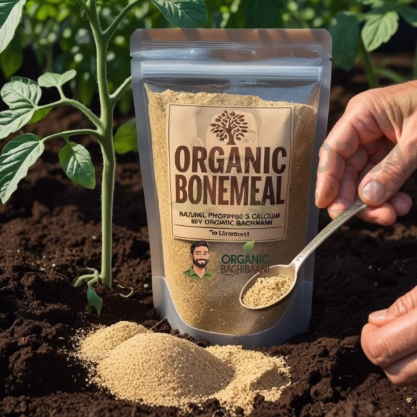 Semi-powdered organic bonemeal being applied to garden soil near a tomato plant, with labeled plastic pouch of Organic Baghbaani bonemeal in view
