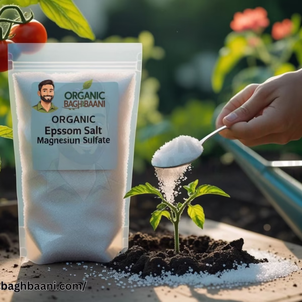 Epsom salt being sprinkled into soil near a flowering tomato plant, with a clear zip pouch labeled Organic Baghbaani Epsom Salt placed beside it