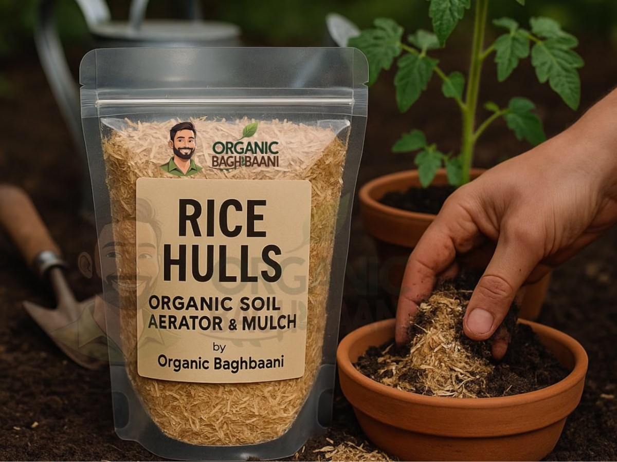 Organic rice hulls being mixed into compost soil near a potted vegetable plant, with labeled pouch from Organic Baghbaani