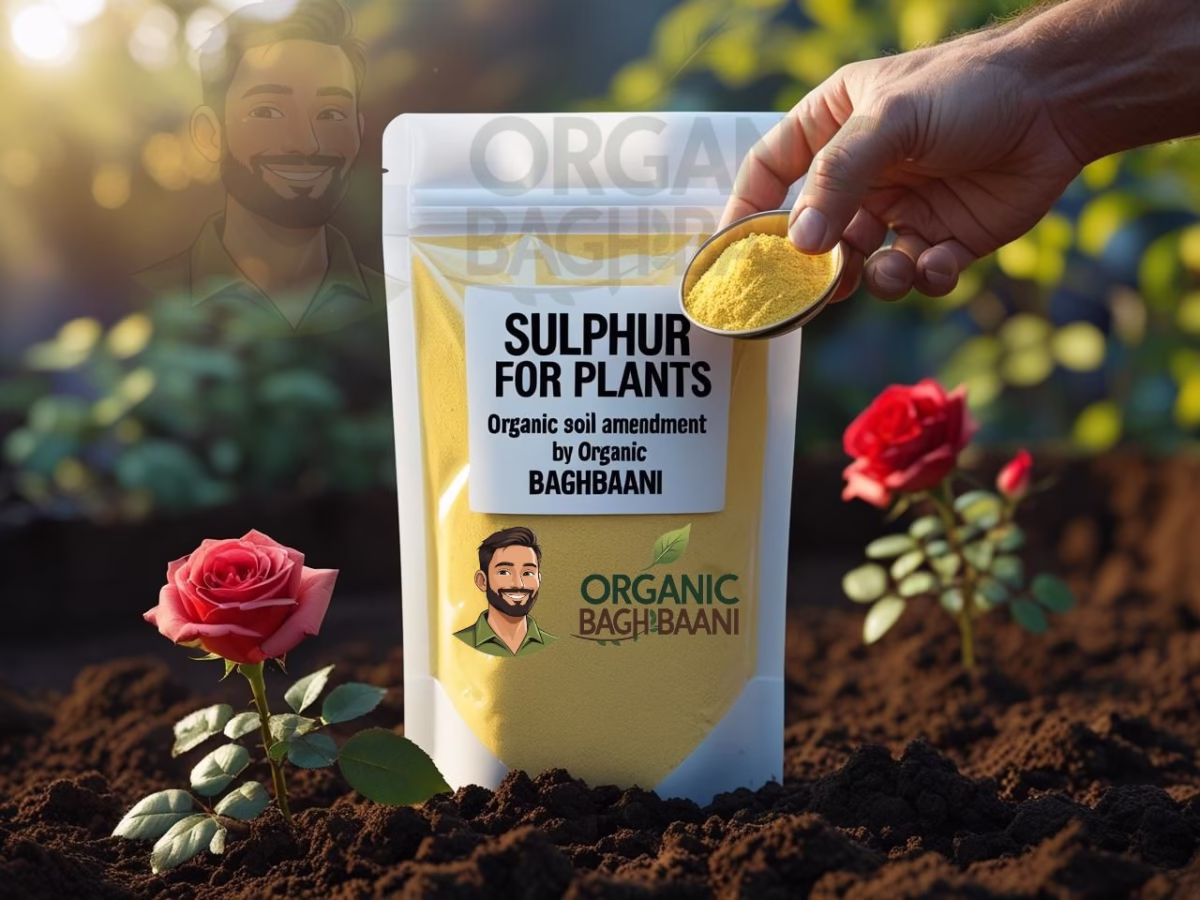 Organic sulphur powder being sprinkled into garden soil beside a citrus plant, with a labeled plastic pouch from Organic Baghbaani visible