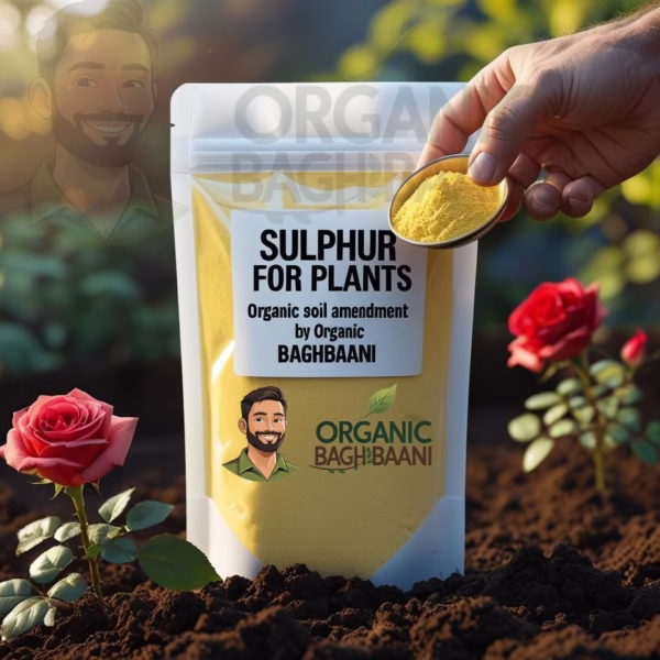 Organic sulphur powder being sprinkled into garden soil beside a citrus plant, with a labeled plastic pouch from Organic Baghbaani visible